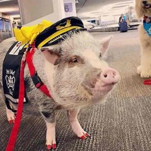 San Francisco, la maialina LiLou assunta in aeroporto per placare l'ansia dei passeggeri