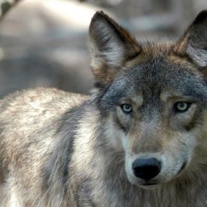 Contadino russo uccide un lupo a mani nude. Gli aveva ammazzato cane VIDEO