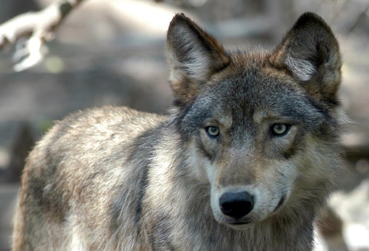Contadino russo uccide un lupo a mani nude. Gli aveva ammazzato cane VIDEO