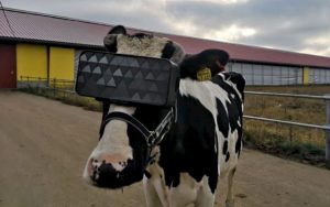 Le mucche con i visori per la realtà virtuale per fare il latte migliore