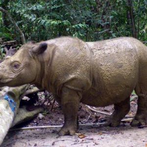 Rinoceronte di Sumatra, morto l'ultimo esemplare rimasto in Malesia
