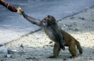 India, scimmia lancia pietra da un balcone e ferisce neonato: è morto