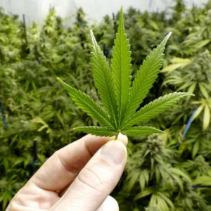 Cannabis, coltivarla in casa (in minime quantità) non è più reato