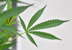 San Patrignano contraria alla coltivazione di cannabis in casa: “Avrà effetti negativi sul nostro sistema sociale”