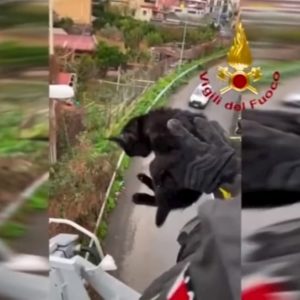 Gattino bloccato sulla tangenziale, lo salvano i vigili del fuoco VIDEO