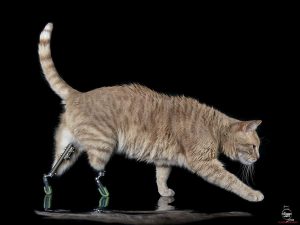 Vito, il gatto bionico: due protesi al posto delle zampe posteriori