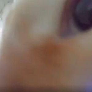 Gatto scopre la telecamera nascosta nel gattile: la scena divertente VIDEO