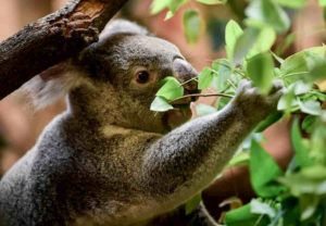 Australia, koala sempre più in via di estinzione: un terzo è morto negli incendi degli ultimi mesi