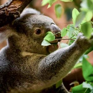 Australia, koala sempre più in via di estinzione: un terzo è morto negli incendi degli ultimi mesi