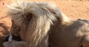 Il leone sta mangiando, i turisti si avvicinano per riprenderlo e lui reagisce così VIDEO