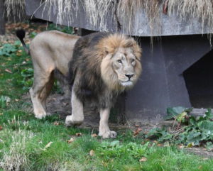 Leone uccide due leonesse nel bioparco zoo doué del a fontaine
