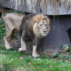 Leone uccide due leonesse nel bioparco zoo doué del a fontaine