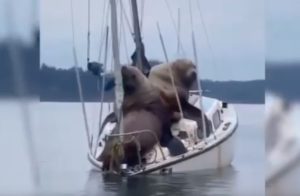 Leoni marini si "riposano" su una barca a vela scambiandola per uno scoglio VIDEO