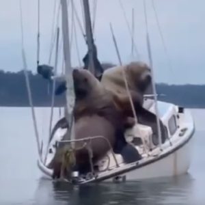 Leoni marini si "riposano" su una barca a vela scambiandola per uno scoglio VIDEO