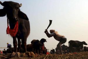 Nepal, festival del sangue per la dea indù Gadhimai: ogni anno macellati 200mila animali in 3 giorni