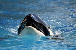 Genova, mamma orca alla fine si è arresa: ha abbandonato il cucciolo morto da giorni