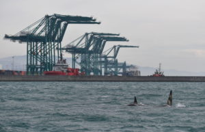 Orche arrivate da Islanda lasciano la costa di Genova