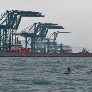 Orche arrivate da Islanda lasciano la costa di Genova