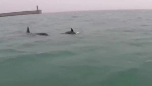 Genova: tre orche fanno capolino davanti al porto di Prà. Virale l'unico video di un pescatore 
