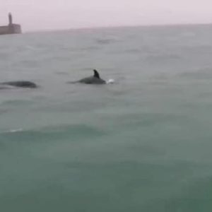 Genova: tre orche fanno capolino davanti al porto di Prà. Virale l'unico video di un pescatore