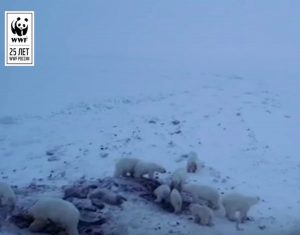Russia, 56 orsi bianchi invadono un villaggio in cerca di cibo. E gli abitanti li sfamano VIDEO