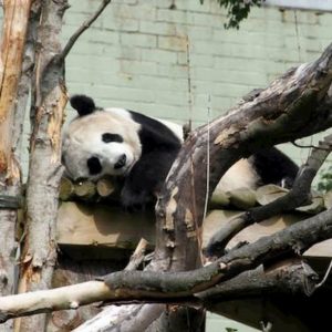 Lo zoo in Bretagna acquistato in rete: la colletta della Ong per liberare 560 animali
