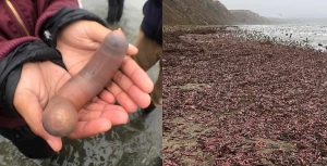 Pesci pene, migliaia di esemplari ricoprono una spiaggia in California