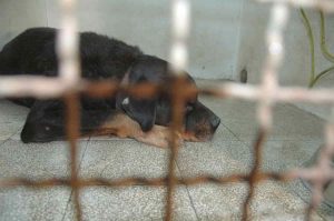 Pozzonovo: Massimo Sartori non è stato ucciso dai rottweiler della fidanzata. Anzi i due cani...