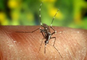 Zanzara Coreana, allerta in Italia per l'insetto che trasmette il virus dell'encefalite