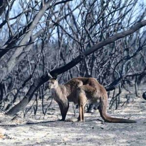 australia incendi animale