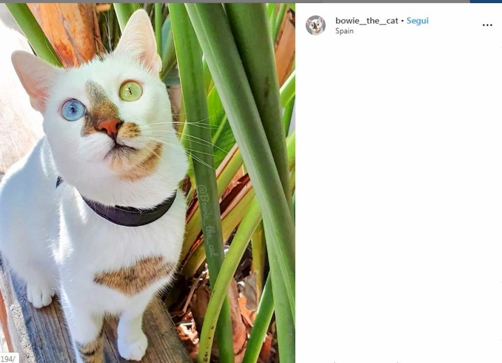 Bowie The Cat (foto Instagram)
