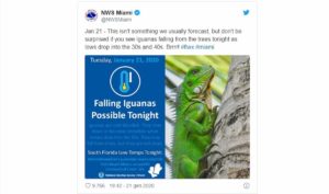 iguana cade albero florida