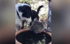 YOUTUBE Incendi Australia, cane divide l'acqua con il koala assetato VIDEO