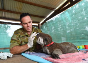 Australia, morti 37mila koala negli incendi. Salvata pineta preistorica