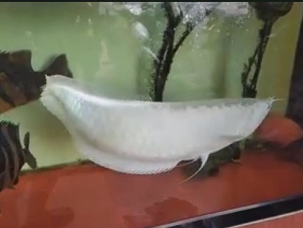 pesce albino nelle filippine