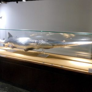 Pesce spada cinese, il primo estinto del 2020. Scomparso dopo 200 milioni di anni