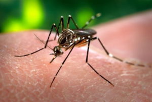 Malaria terzana maligna, cos'è la febbre letale per Loredana Guida e Coppi