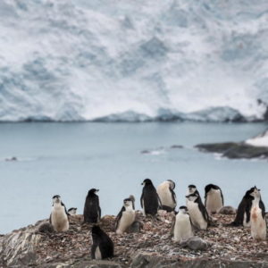Caldo record Antartide: temperatura segna i 20.75 gradi