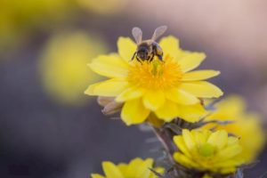 La finta primavera risveglia 50 miliardi di api: anticipo di un mese, se torna il freddo muoiono