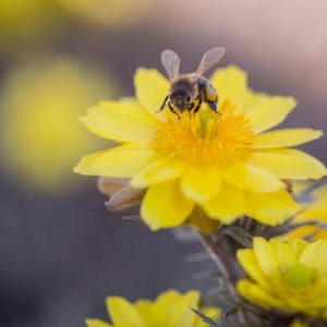 La finta primavera risveglia 50 miliardi di api: anticipo di un mese, se torna il freddo muoiono