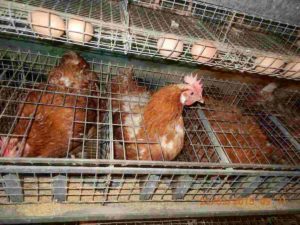 S. Agata dei Goti: oltre 1000 galline abbattute e 55mila uova distrutte per rischio salmonella