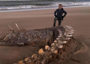 Mostro di Loch Ness, misterioso scheletro ritrovato in Scozia. E' di Nessie?