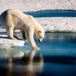 Orsi polari senza cibo e ghiaccio: allarme per cannibalismo ed estinzione