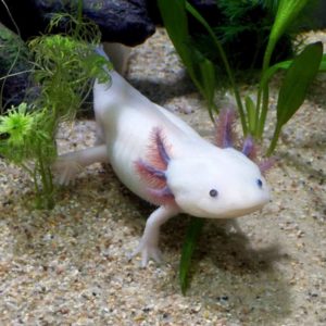 Salamandra axolotl, come rigenerare il corpo umano. Università del Kentuky: quasi fantascienza
