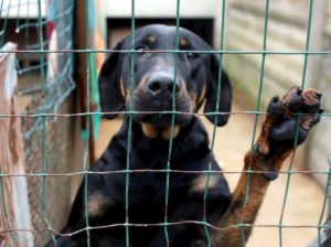Coronavirus, oltre duemila cani abbandonati con la scusa dell'emergenza
