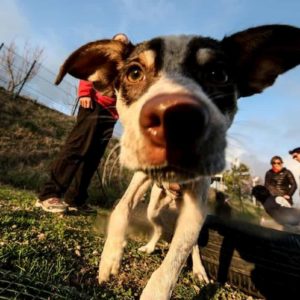 I cani potrebbero per "fiutare" il coronavirus: il loro olfatto per riconoscere gli asintomatici