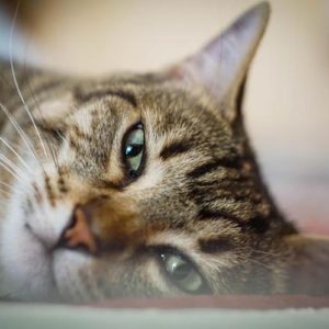 Coronavirus, in Belgio un gatto è stato contagiato dal suo padrone