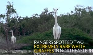 Due giraffe bianche uccise in Kenya: ora ne resta un solo esemplare VIDEO