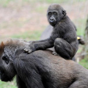 Covid anche nei gorilla, molti positivi allo zoo di San Diego: il virus gliel'ha passato un uomo