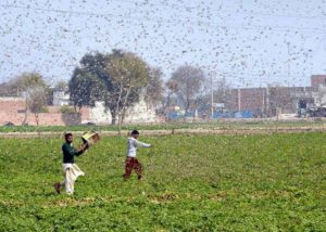 Pakistan, invasione di locuste: agricoltura ko. E' l'invasione peggiore negli ultimi 30 anni